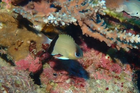 クロオビスズメダイ