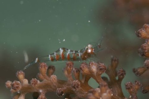 イソバナカクレエビ
