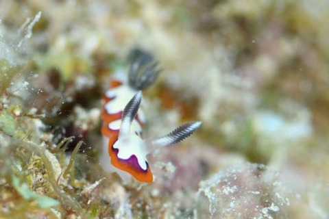 フジナミウミウシ