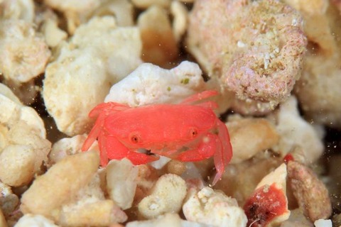 オウギガニ科の1種