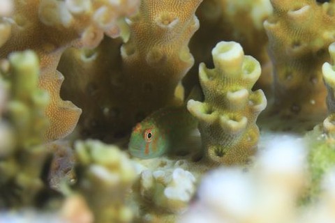 アカテンコバンハゼ