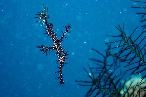 ニシキフウライウオ