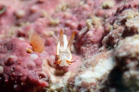 ケラマコネコウミウシ