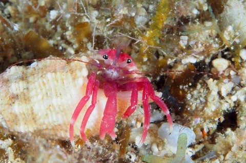 クレナイヒメホンヤドカリ