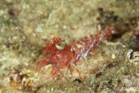 アカエビ属の1種