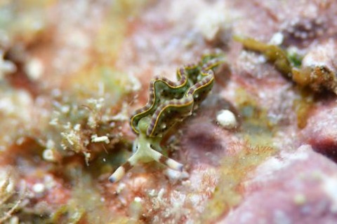 トカラミドリガイ