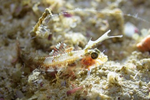 ホタテヘビギンポ