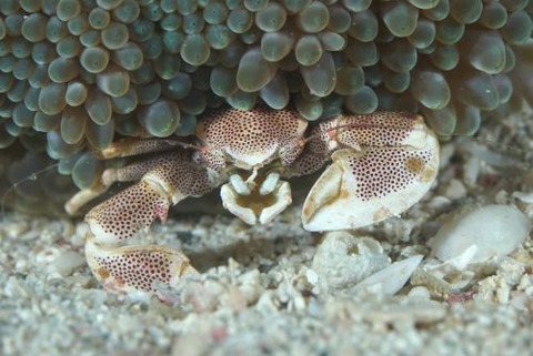 アカホシカニダマシ