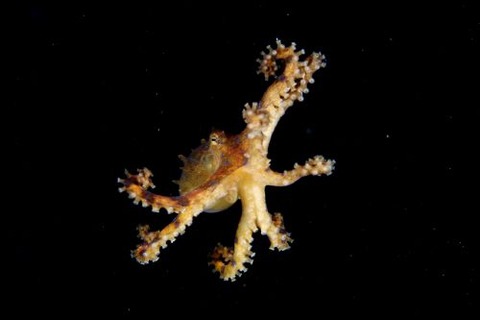 刺激的な水中生物