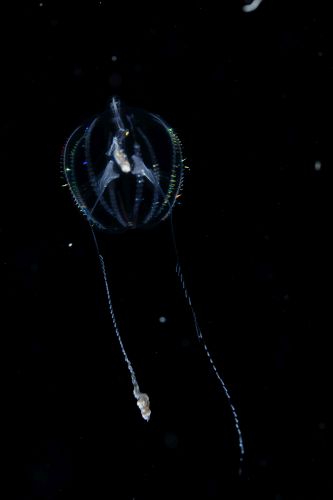 刺激的な水中生物