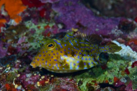 シマウミスズメ