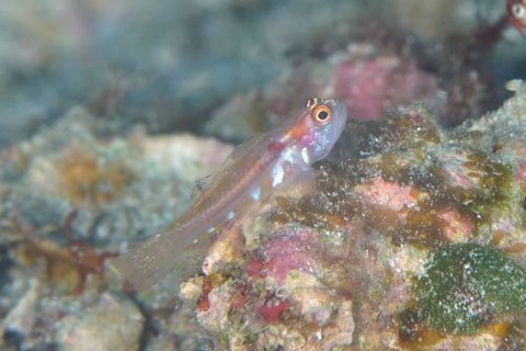 カタボシニシキベニハゼ