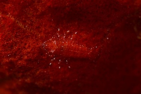 ヂェラストカリス・パロンアェ