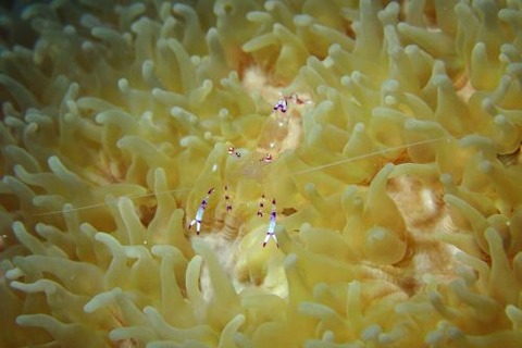 ナデシコカクレエビ