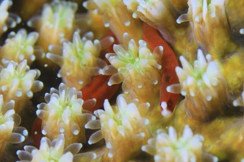 チンヨウジウオ