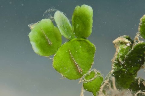 ウミショウブハゼ属の1種