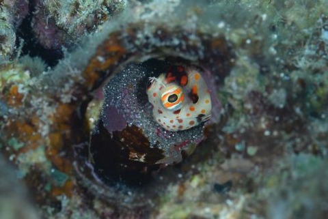 モンツキカエルウオ