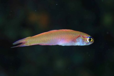 カグヤヒメハゼ