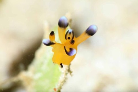 ウデフリツノザヤウミウシ