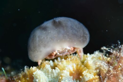 カイカムリ科の1種