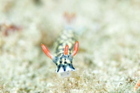 ホシゾラウミウシ