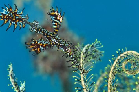 ニシキフウライウオ