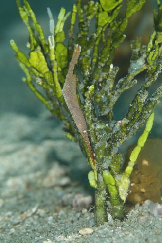 トガリモエビ属の1種