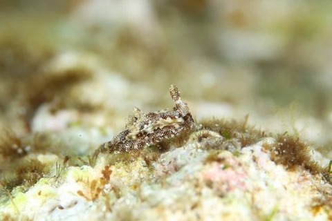 コネコウミウシ