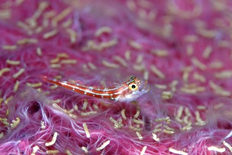 タテジマヘビギンポ