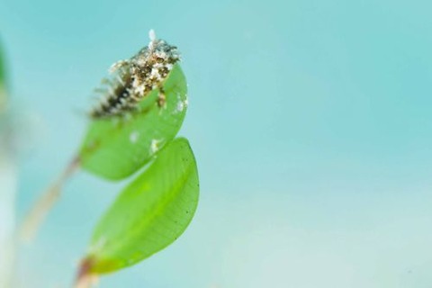 ハタタテギンポ