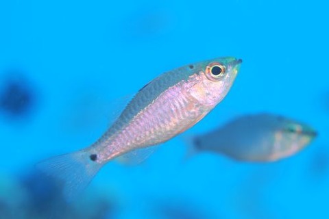 クロホシイシモチ