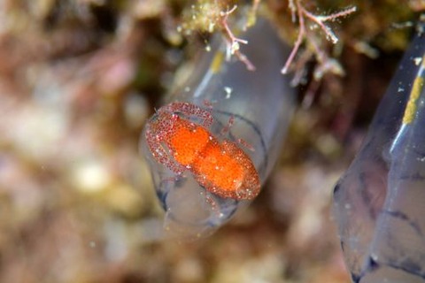 ホヤカクレエビ属の1種