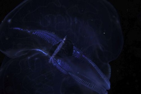 刺激的な水中生物