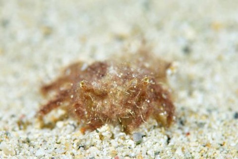 クモガニ科の1種