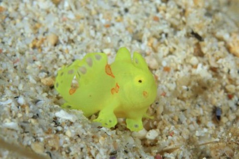 イロカエルアンコウ