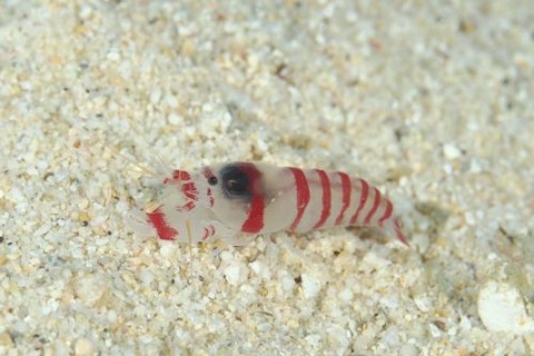 テッポウエビ科の1種