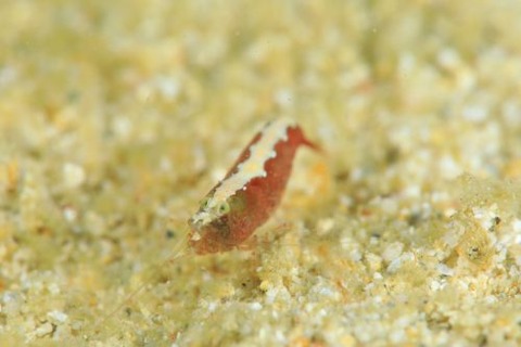 トゲテッポウエビ