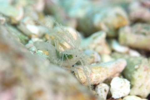 ミクロプロステマ・プルミコールネ