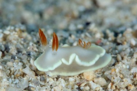 ヘリシロイロウミウシ