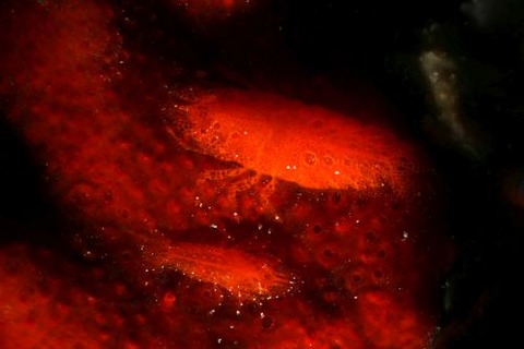 ヂェラストカリス・パロンアェ