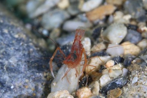 シノノメスベスベオトヒメエビ