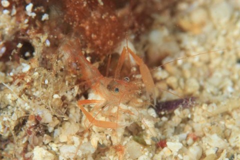 スベスベオトヒメエビ属の1種