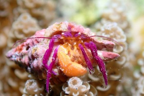 ムラサキゼブラヤドカリ