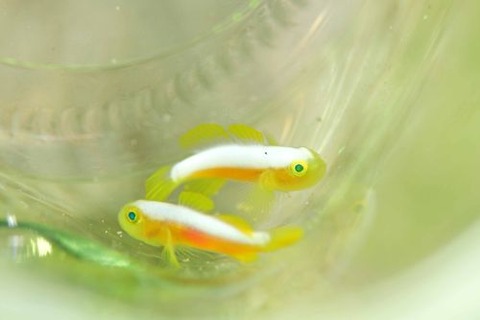 ナカモトイロワケハゼ