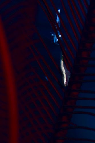 ウミシダウバウオ