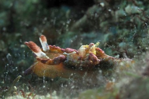 ネコジタウミウシ属の1種