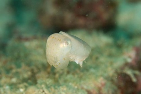 コウイカのなかま