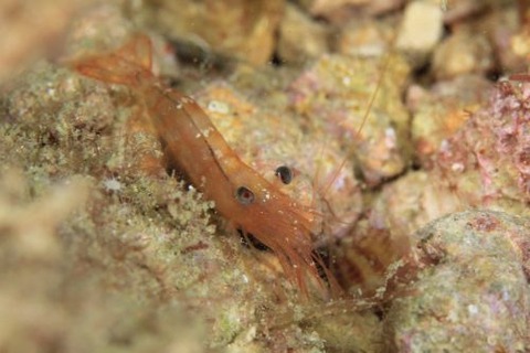 ニコイデス・マルディブエンシス