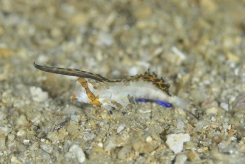 イッポンテグリ