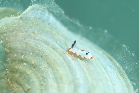 フジナミウミウシ